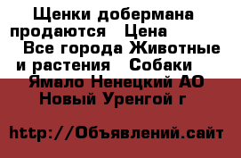 Щенки добермана  продаются › Цена ­ 45 000 - Все города Животные и растения » Собаки   . Ямало-Ненецкий АО,Новый Уренгой г.